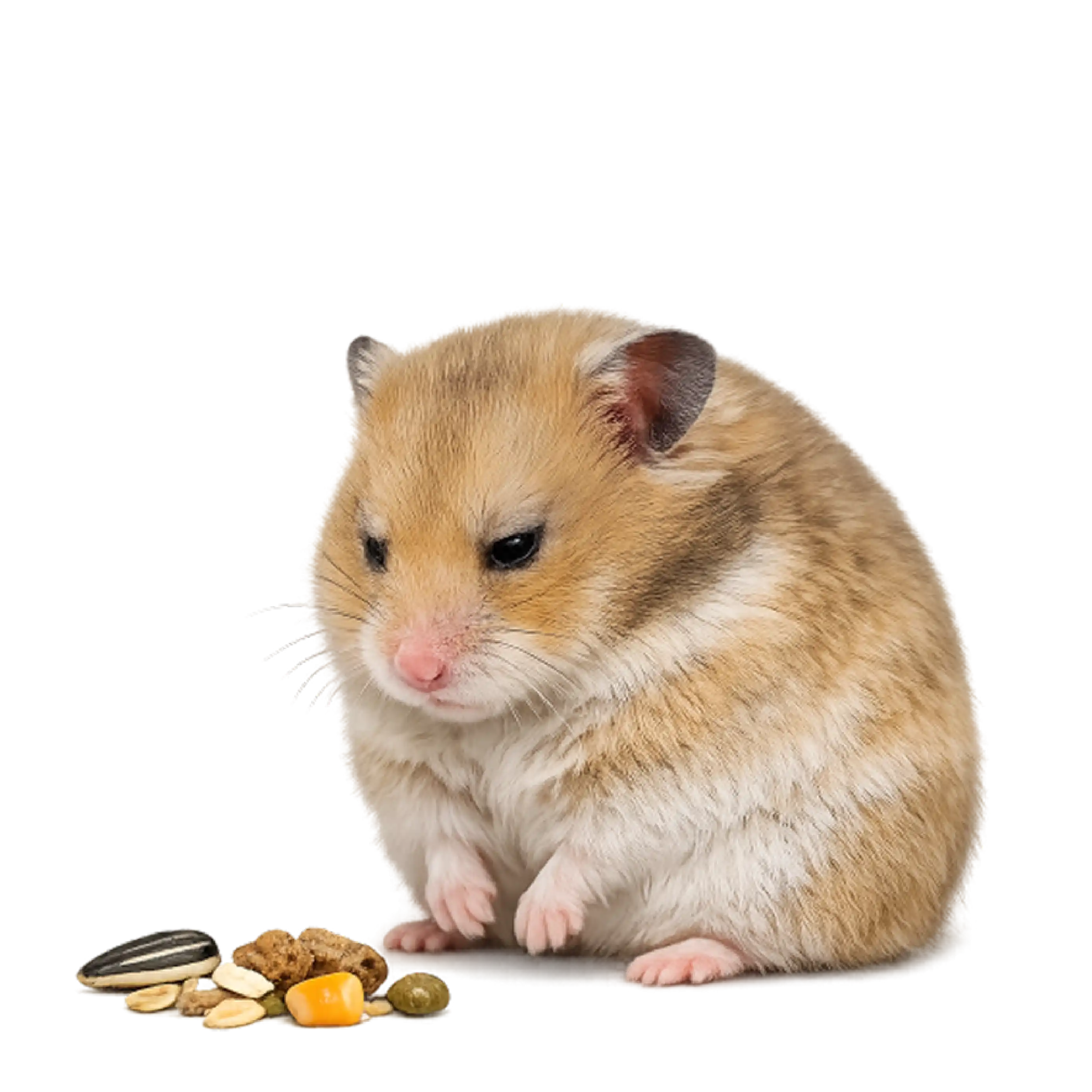 Hamster Not Eating and Weak: Causes, Emergency Signs & When to Book a Vet Consultation
